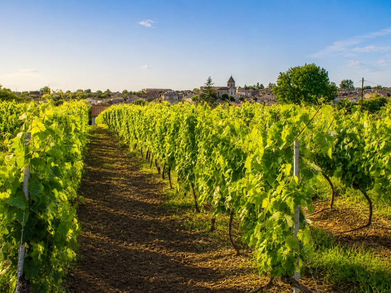 Les Landes de Gascogne